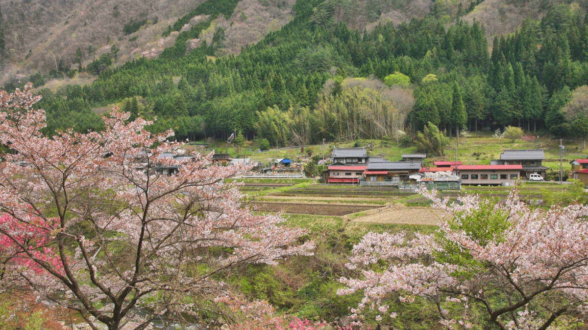 桜の咲く山あいの集落