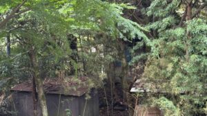 木々に飲み込まれたトタン屋根の建物と散乱した廃材