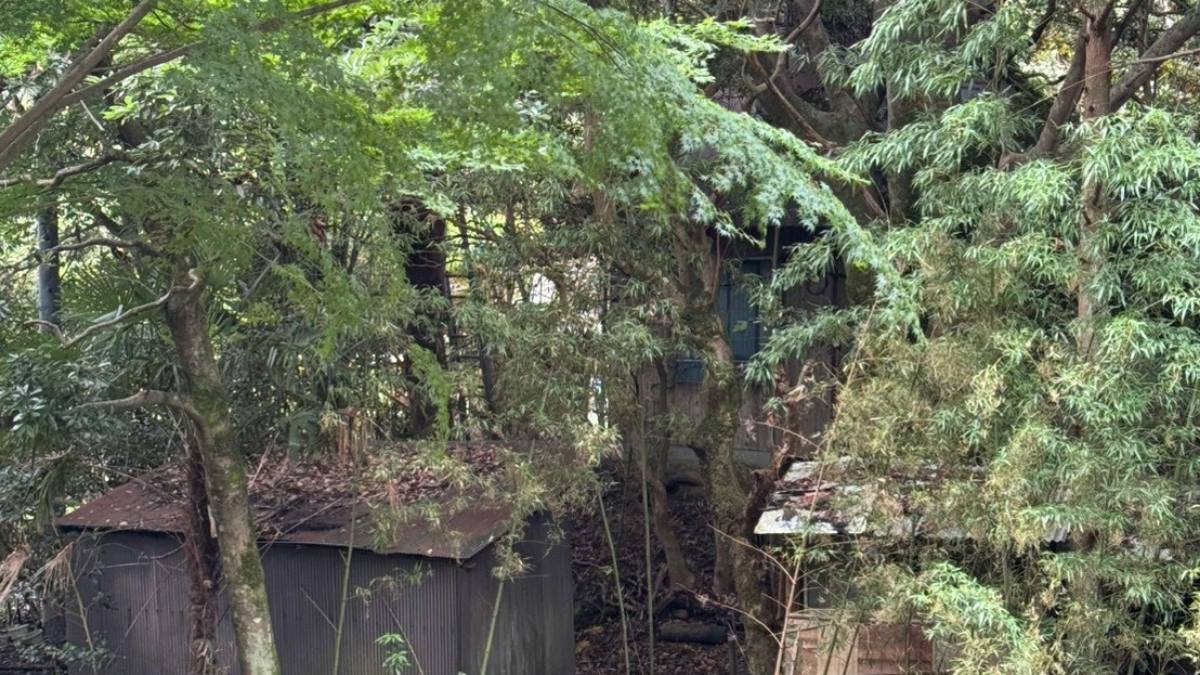 木々に飲み込まれたトタン屋根の建物と散乱した廃材