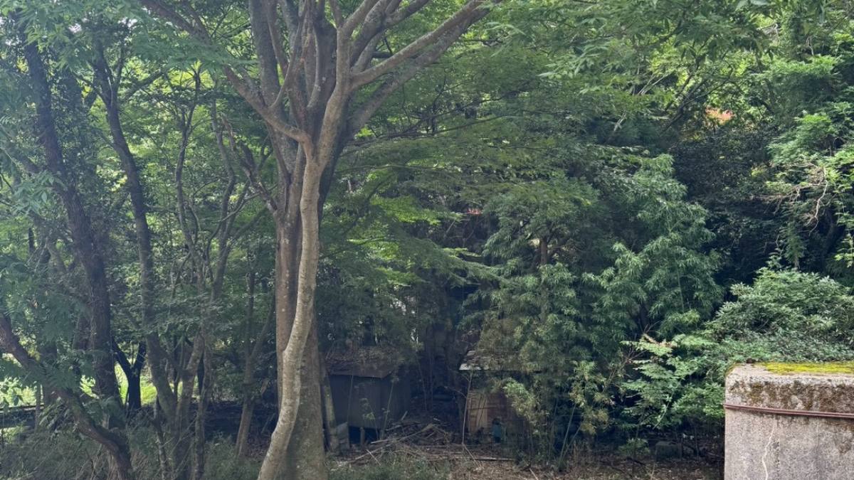 大木の下の草地と奥に朽ちかけた小屋