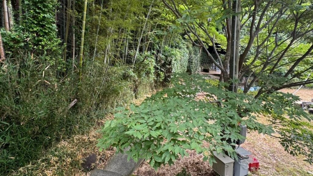 竹林に覆われた斜面と荒れたガードレール沿いの敷地