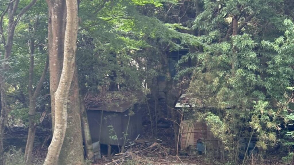 木立の奥に沈み込むように残る朽ちた建物