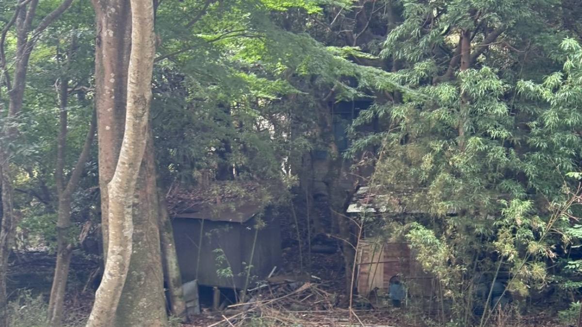 木立の奥に沈み込むように残る朽ちた建物
