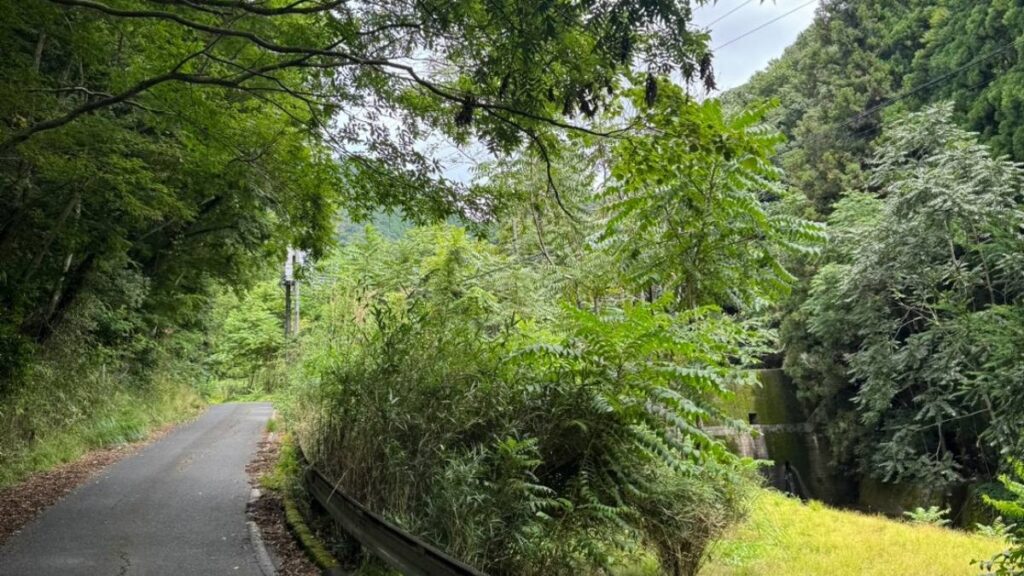木立に挟まれた山あいの細い舗装路とガードレール