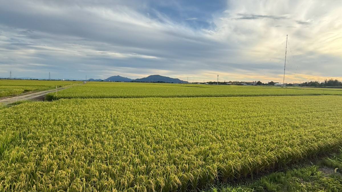 山を望む広大な田園地帯