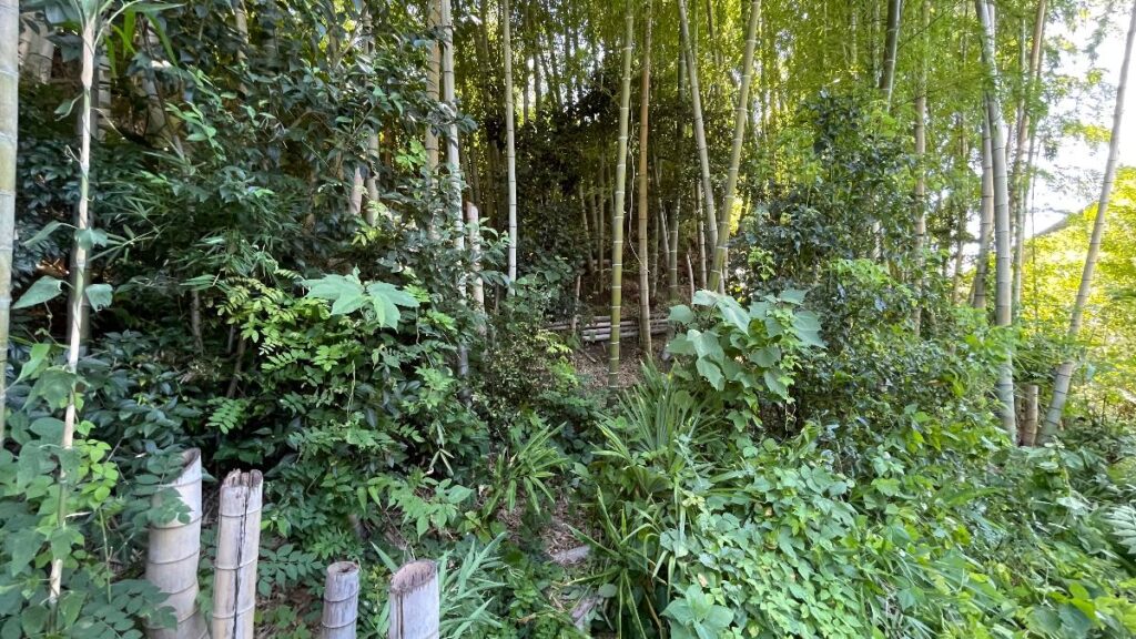 竹と雑草に覆われて荒れた土地